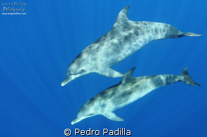 In Deep Water looking for Whales by Pedro Padilla 